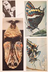 Toyen - Set of Twelve Collages 